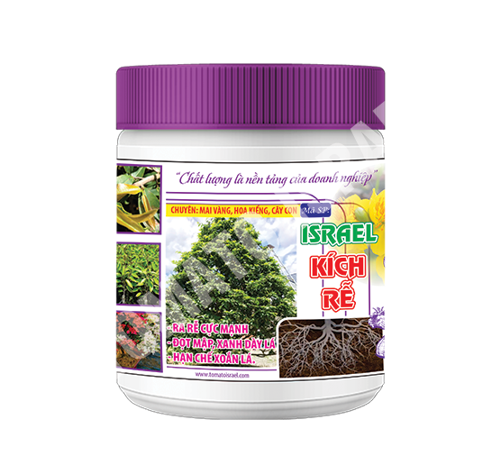 ISRAEL KÍCH RỄ (500g)