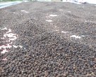 CẢNH BÁO TÌNH TRẠNG HỒ TIÊU XUẤT KHẨU BỊ NHIỄM CHẤT SUDAN