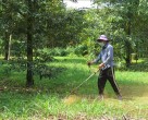 QUẢN LÝ CỎ GIAI ĐOẠN MÙA NẮNG