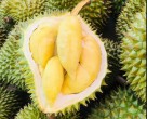 THÁCH THỨC CHỒNG CHẤT ĐỐI VỚI XUẤT KHẨU SẦU RIÊNG THÁI LAN SANG TRUNG QUỐC