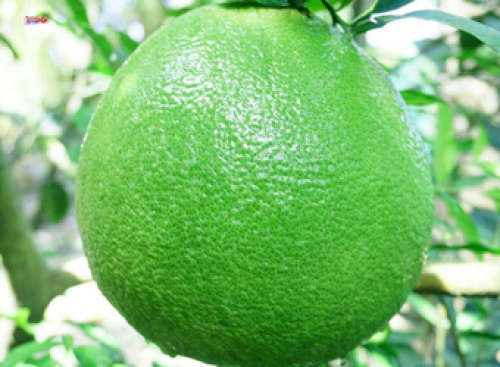 BƯỞI DA XANH BẾN TRE