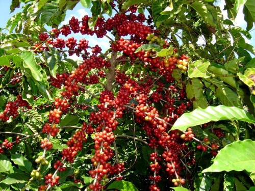 THĂM VƯỜN CÀ PHÊ Ở TÂY NGUYÊN