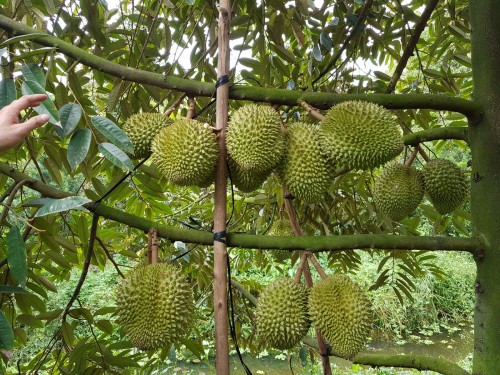 THĂM VƯỜN SẦU RIÊNG