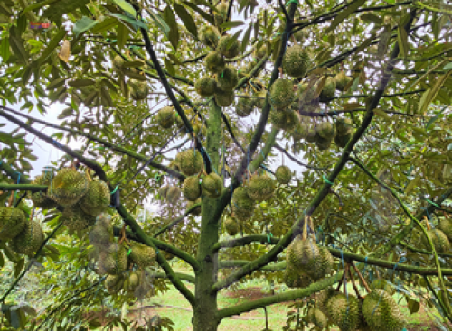 THĂM VƯỜN SẦU RIÊNG