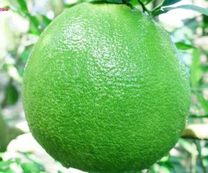 THĂM VƯỜN BƯỞI DA XANH BẾN TRE