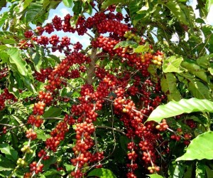 THĂM VƯỜN CÀ PHÊ Ở TÂY NGUYÊN