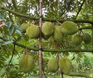 THĂM VƯỜN SẦU RIÊNG