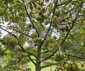 THĂM VƯỜN SẦU RIÊNG