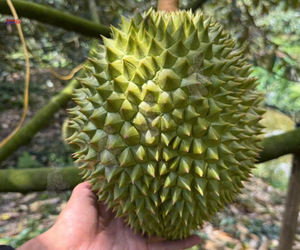 THĂM VƯỜN SẦU RIÊNG