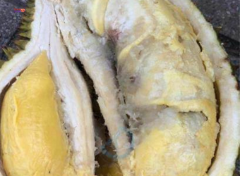 úng trái sầu riêng