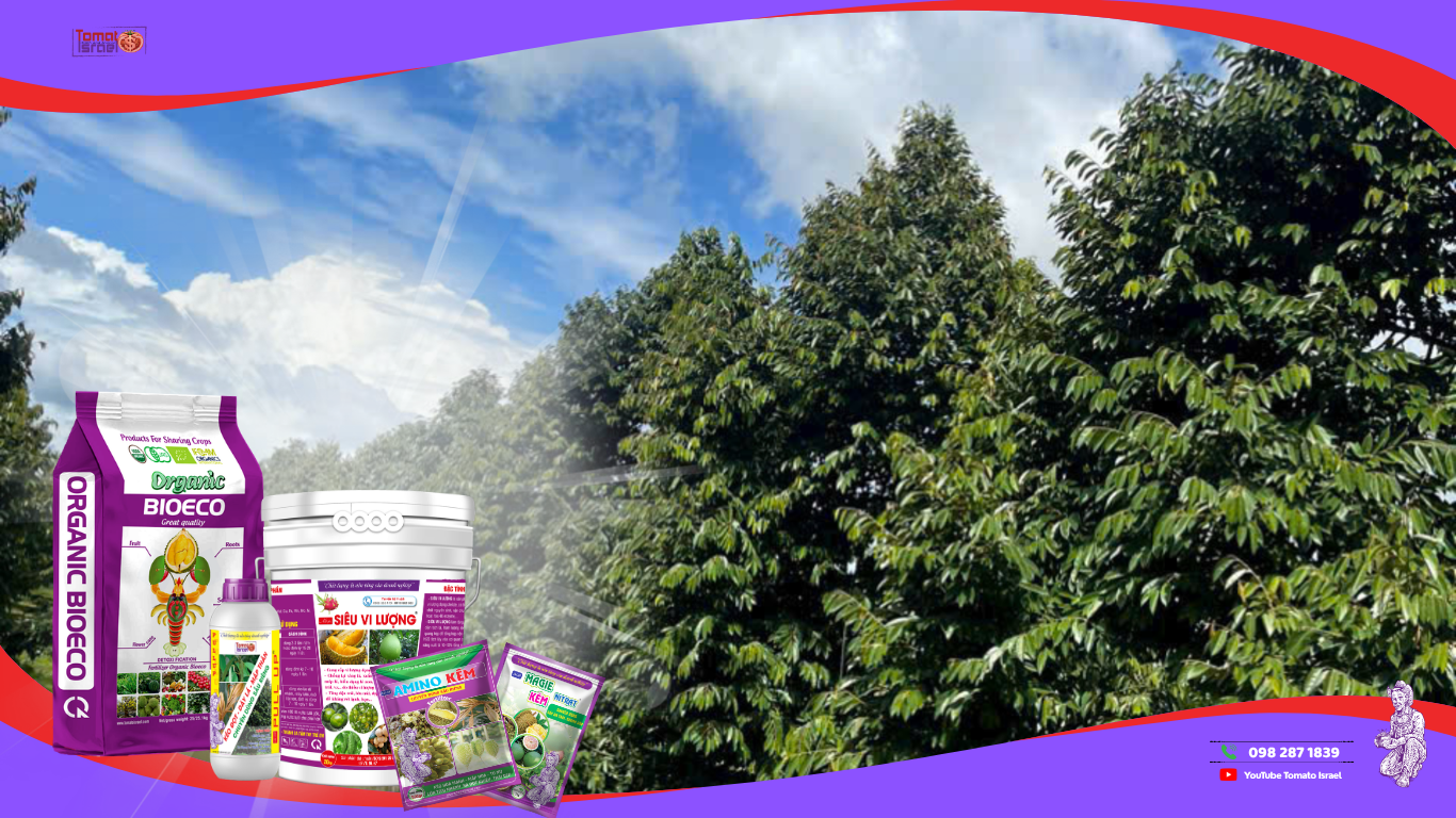 giải pháp giúp bộ lá sầu riêng khoẻ