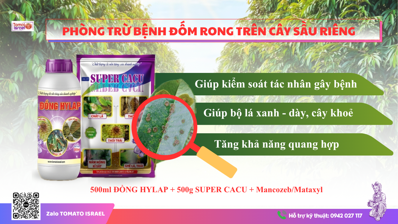 giải pháp phòng ngừa bệnh đốm rong trên cây sầu riêng