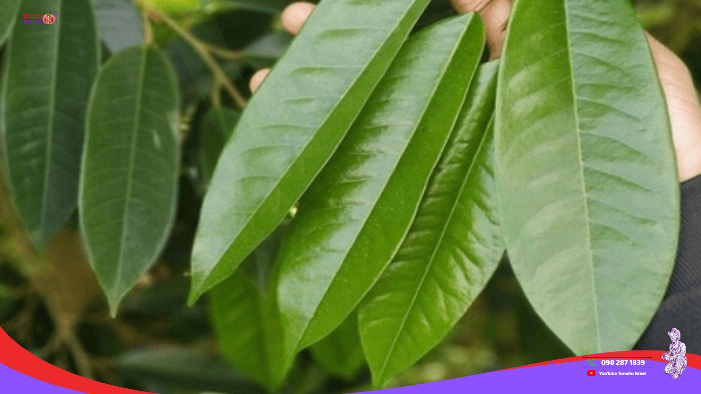 lá sầu riêng