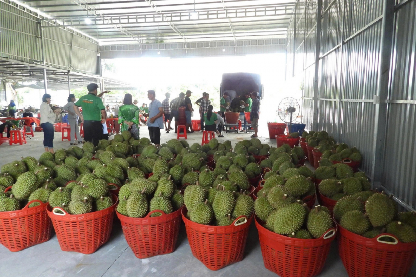 sầu riêng xuất khẩu