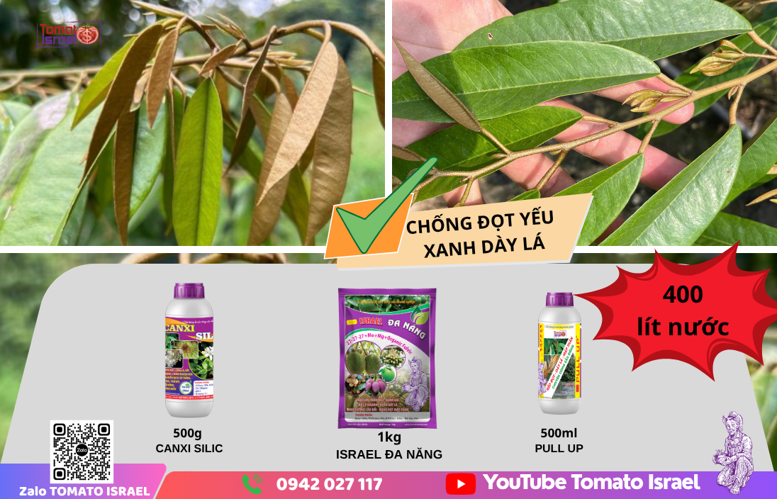 chống đọt yếu sầu riêng