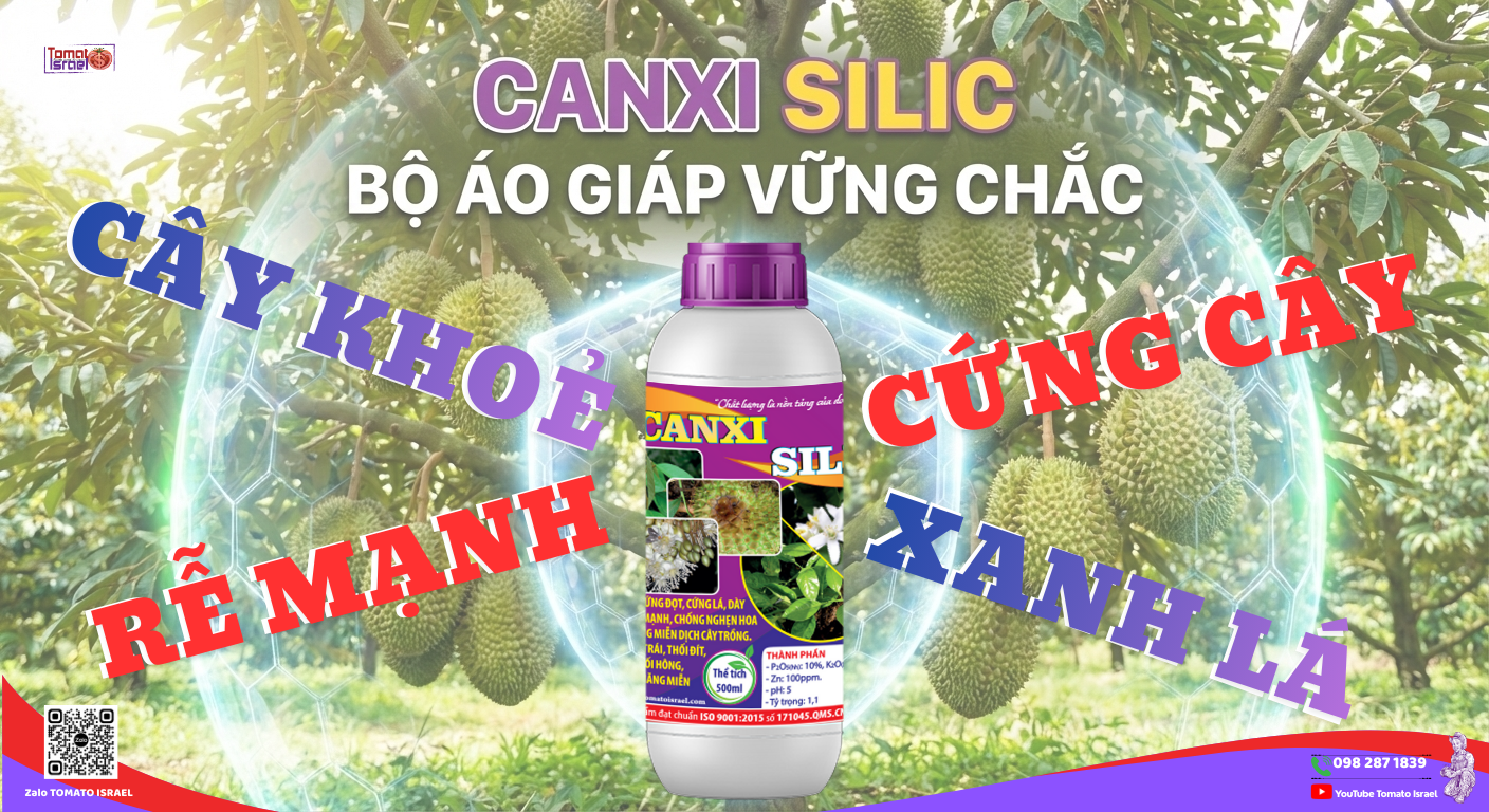 canxi silic