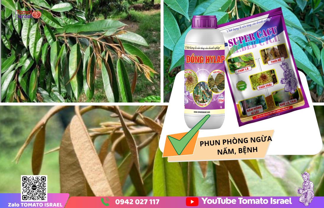 phòng ngừa nấm bệnh sầu riêng