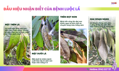 dấu hiệu nhận biết bệnh luộc lá