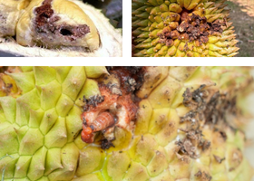 đặc điểm gây hại của sâu đục trái sầu riêng