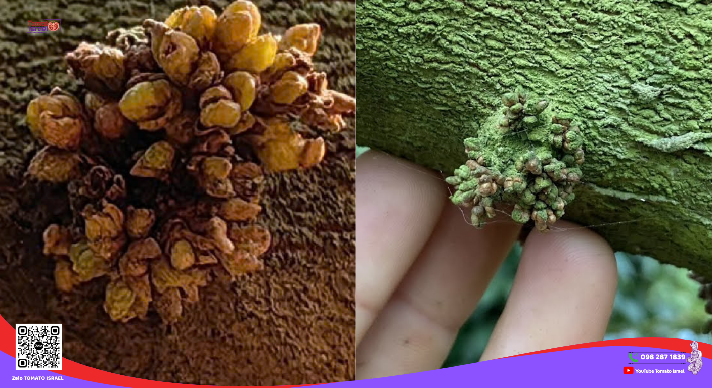 Miên trạng và Chậm bung