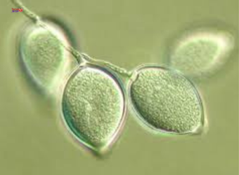 nấm Phytophthora palmivora