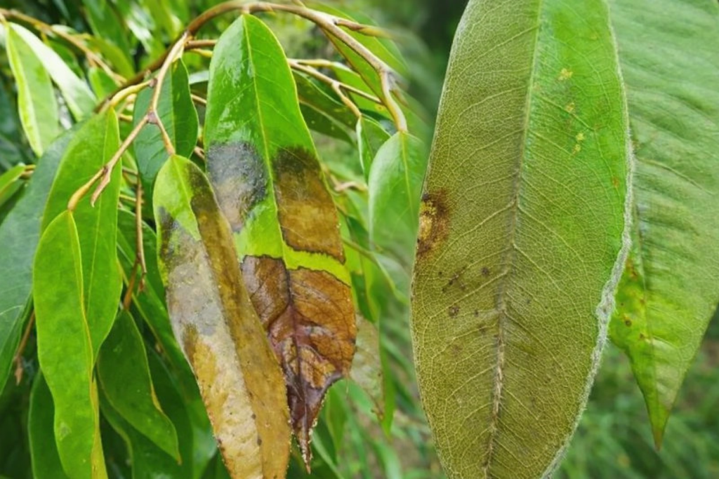 bệnh luộc lá gây hại trên cây sầu riêng