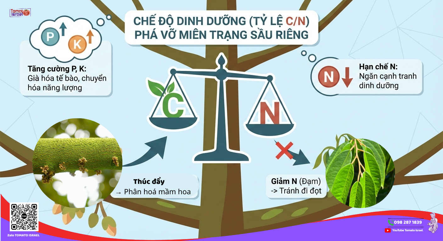 chế độ dinh dưỡng