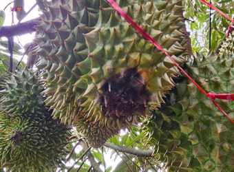 sầu riêng bị úng