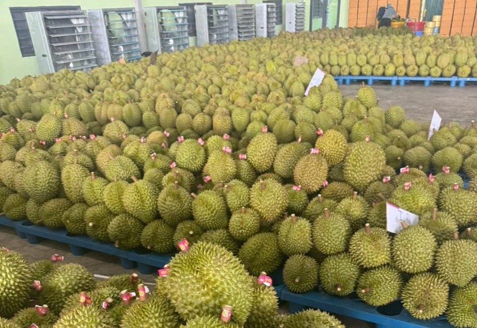 tiêu chuẩn xuất khẩu sầu riêng