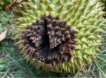 thối trái sầu riêng