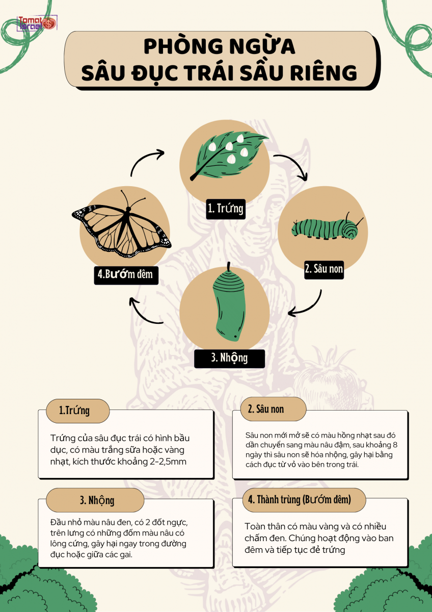 vòng đời sâu đục trái
