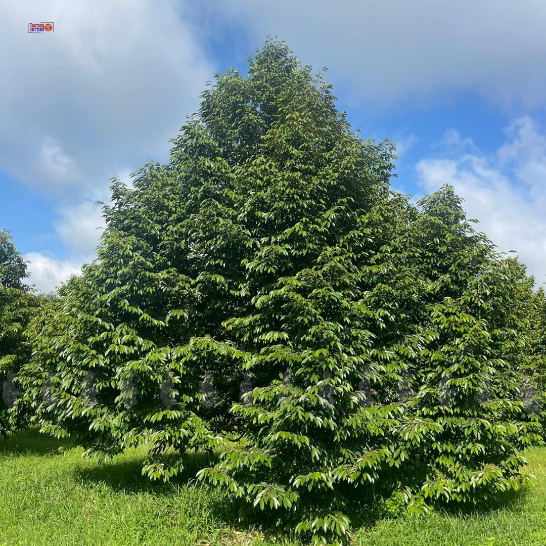 Vai trò của axit amin đối với cây trồng