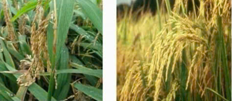 tác hại của việc thiếu canxi silic